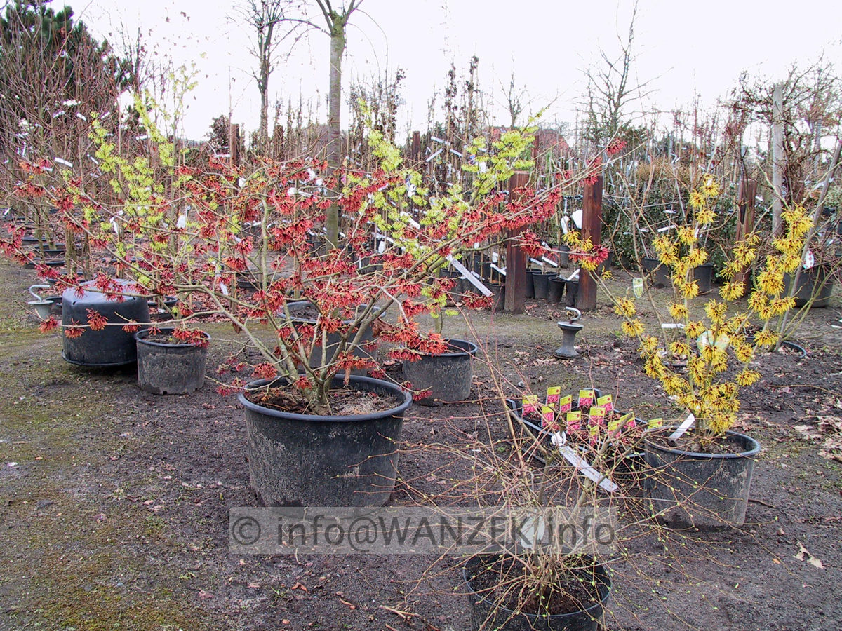 Hamamelis in Sorten.JPG
